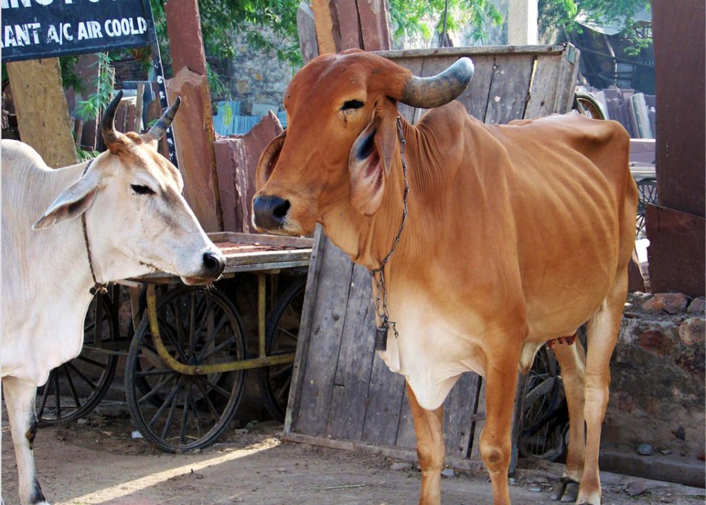 cows-in-India