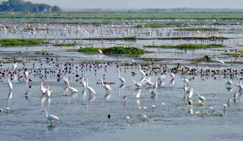 Kolleru-Lake